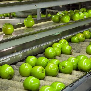 Apples on a conveyor ready for food processing