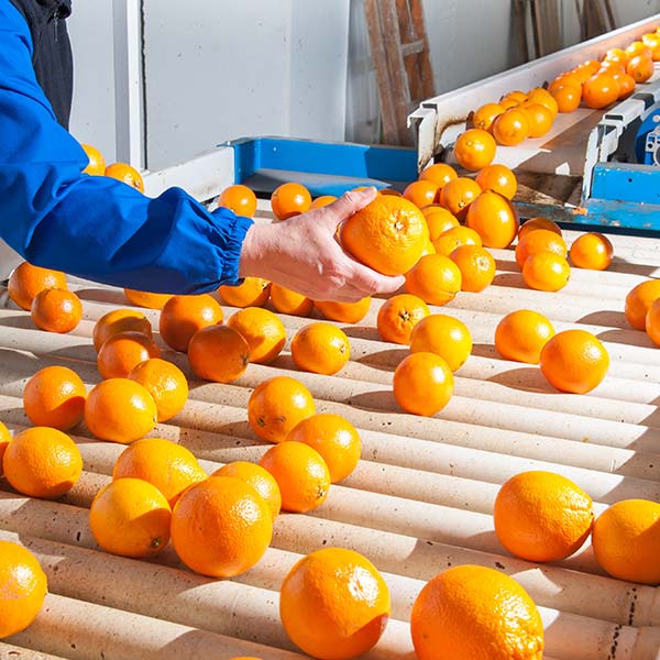 A person sorting oranges on a conveyor