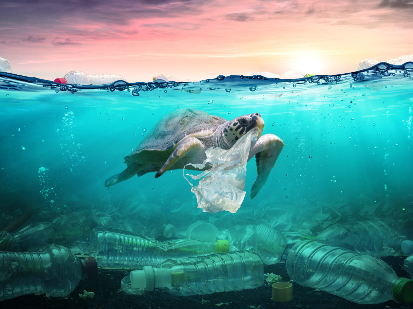 Plastic Pollution In Ocean - Turtle Eat Plastic Bag - Environment Plastic Pollution In Ocean - Turtle Eating Plastic Bag