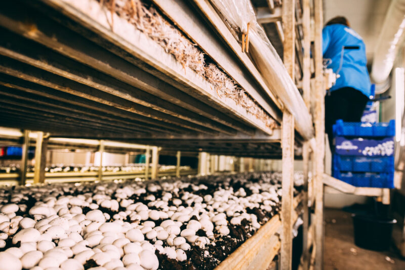 Mushrooms,Portobello,And,Champignons,Factory