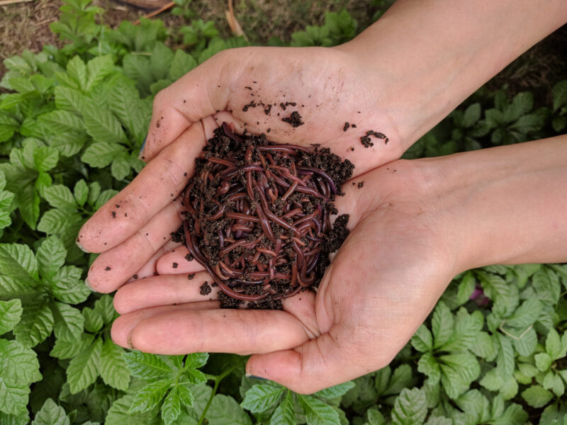 Asian,Female,Hands,Holding,Up,African,Night,Crawler,(eudrilus,Eugeniae)