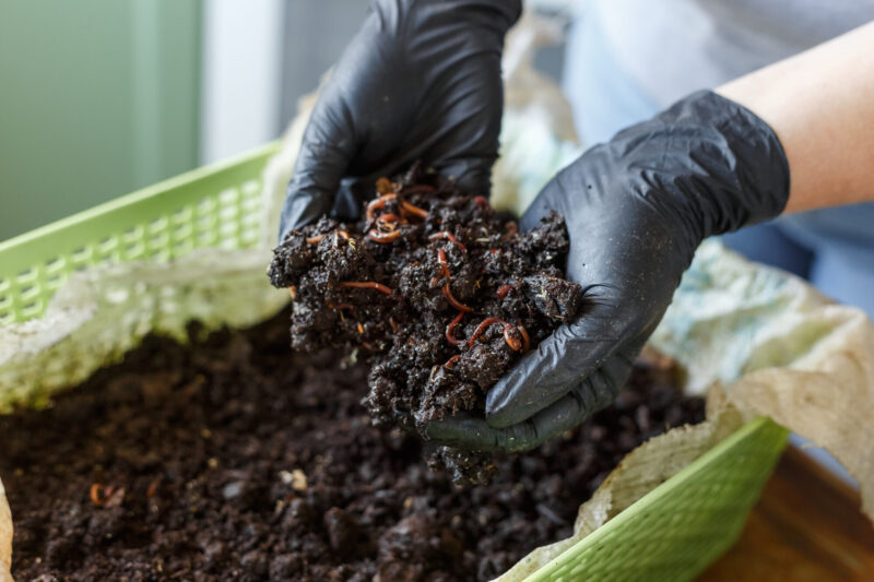 Vermicomposting,Or,Homemade,Worm,Composting,Is,Method,Of,Turning,Home