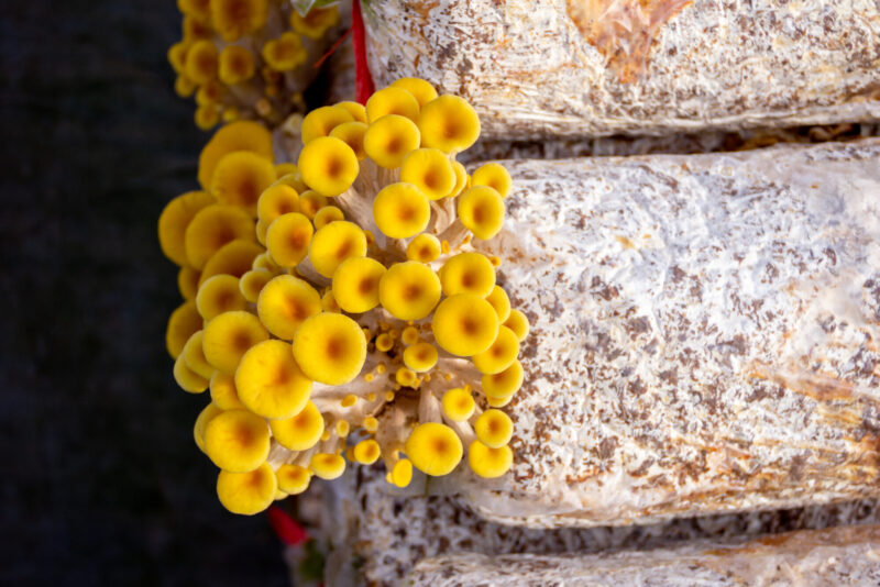 Yellow,Oyster,Mushroom.,The,Cultivation,Of,Golden,Oyster,Mushroom,In