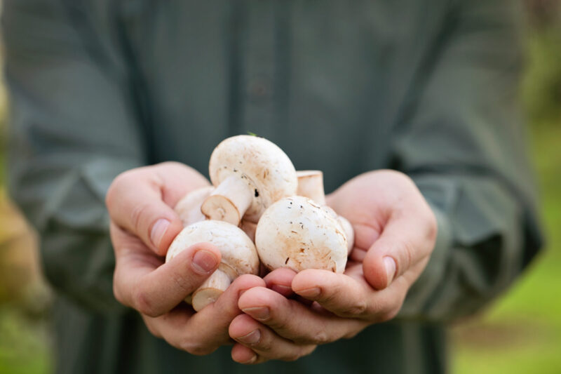 Organic,Mushrooms.,Healthy,Food.,Fresh,Mushrooms,In,Farmers,Hands Commercial Mushroom Farm