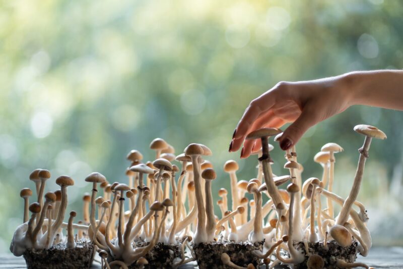 Person,Hand,Harvesting,Psychedelic,Psilocybin,Mushrooms,Homemade,Or,Laboratory