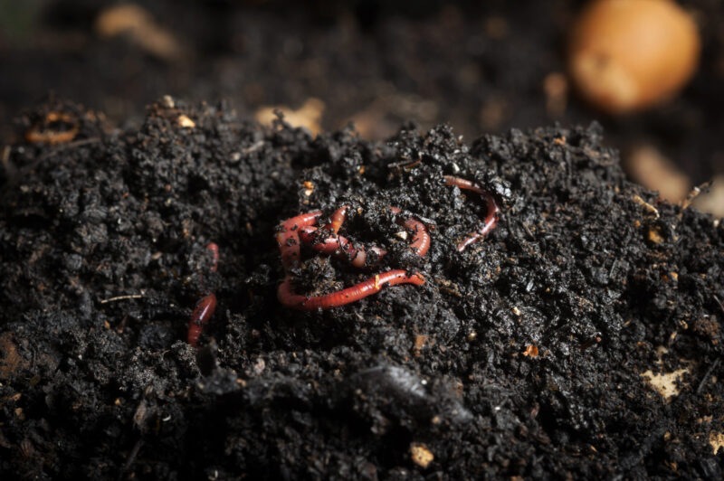 Californian,Red,Worm,On,Top,Of,Compost,Pile.,Red,Worms