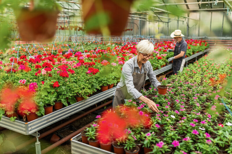 Happy mature woman working with potted flower in a greenhouse. botanist examining flowers while working with male coworker in plant nursery.