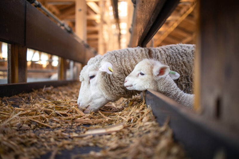 Sheep,And,Cute,Baby,Lamb,Together,Eating,Organic,Food,At