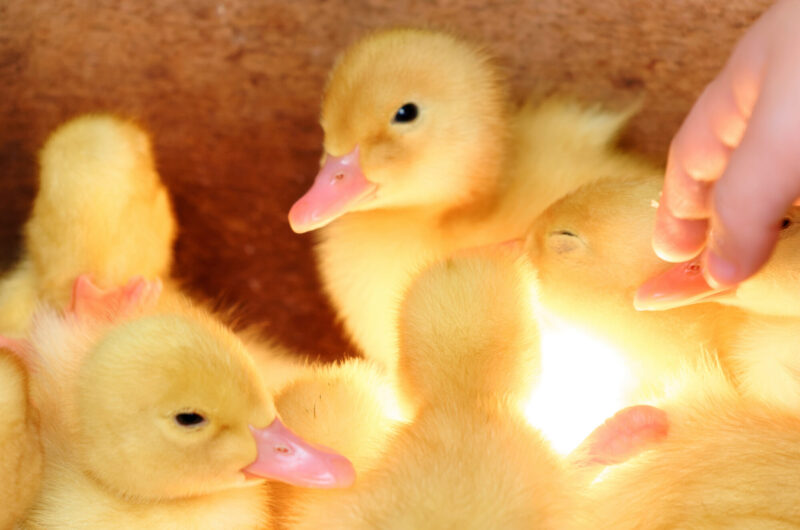 Close-up,View,Of,Cute,,Fluffy,,Yellow,Ducklings,Flocking,Around,A Close-up,View,Of,Cute,,Fluffy,,Yellow,Ducklings,Flocking,Around,A