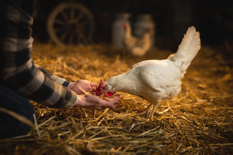 Cinematic,Close,Up,Shot,Of,Young,Male,Farmer,Is,Feeding