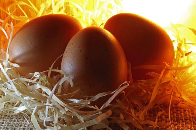 Chicken,Eggs,In,An,Artificial,Incubator Chicken,Eggs,In,An,Artificial,Incubator
