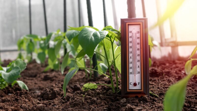 The,Alcohol,Thermometer,Measuring,The,Temperature,In,The,Greenhouse,Between Tropical greenhouse/glasshouse with evergreen plants, ferns in a sunny day