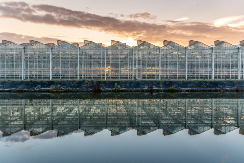 Greenhouse,At,Sunset.,Row,Of,Greenhouses,In,The,Netherlands,With The exterior of a giant commercial glasshouse