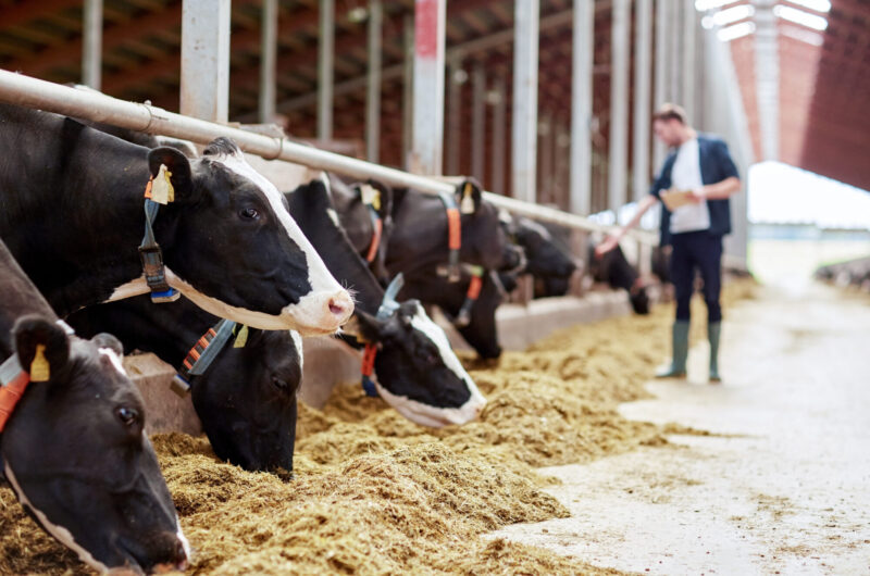 Agriculture,Industry,,Farming,And,Animal,Husbandry,Concept,-,Herd,Of