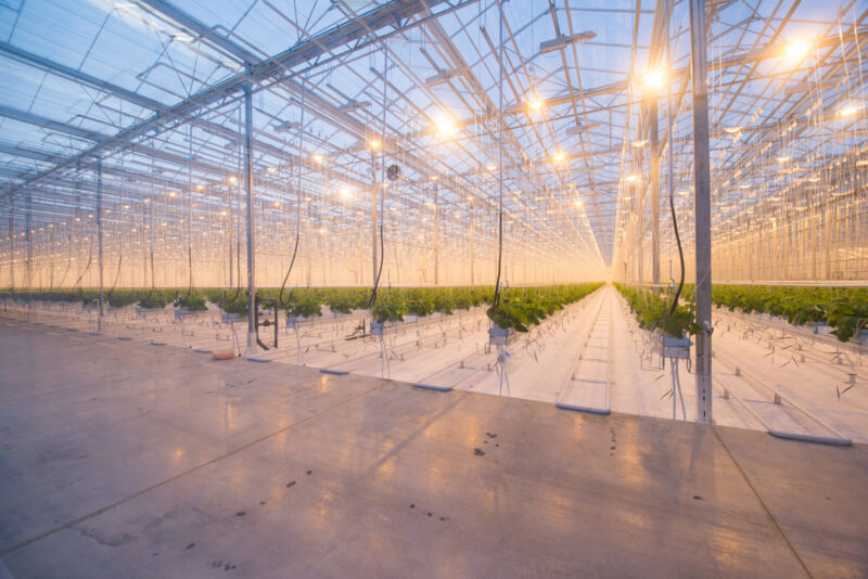 Organic,Hydroponic,Vegetable,Cultivation,Farm.,Modern,Big,Greenhouse Part of spacious industrial greenhouse with long rows of green seedlings of various flowers