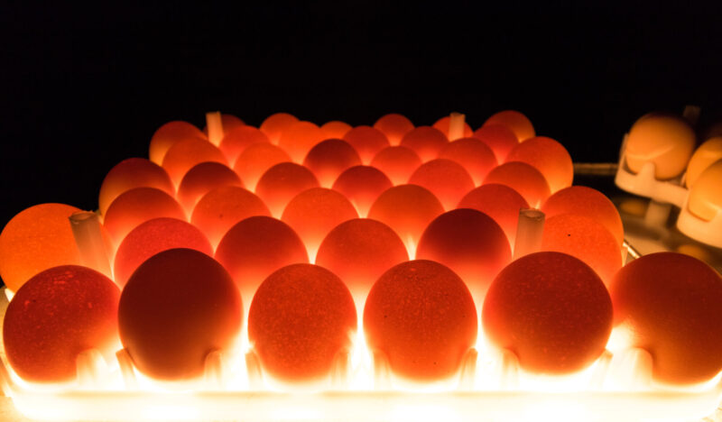Egg,Candling,Is,Processed,For,Hatchery,Inspection,Egg,Before,Hatchery Egg,Candling,Is,Processed,For,Hatchery,Inspection,Egg,Before,Hatchery