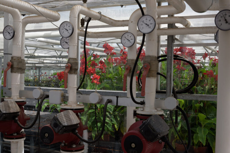 Climate,Controll,In,A,Greenhouse Organic Purpose Basil growing in greenhouse