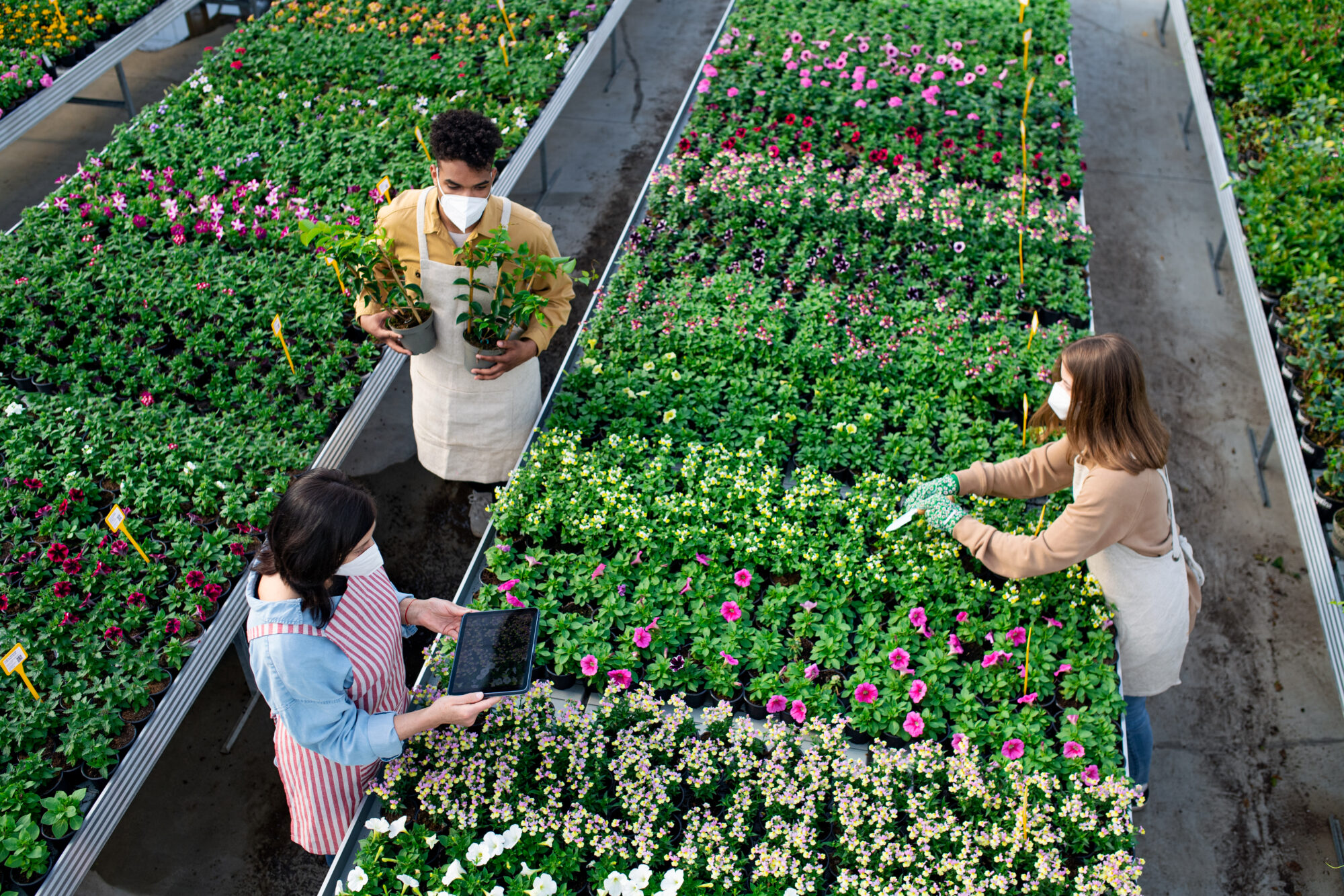 Top view of people working in greenhouse in garden center, coronavirus concept. Top view of group of people working in greenhouse in garden center