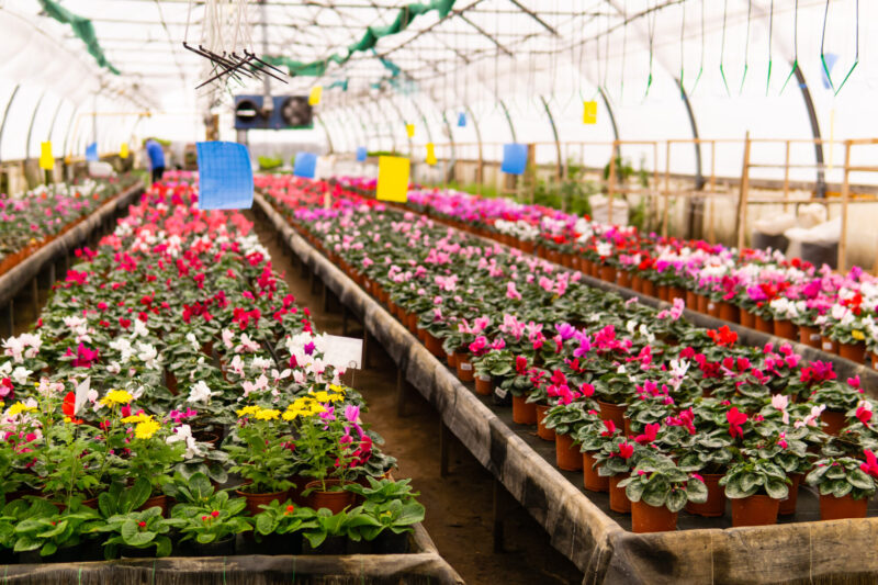 Blurred,Interior,Of,An,Industrial,Floriculture,Greenhouse,With,Flower,Beds Biracial garden at plant nursery