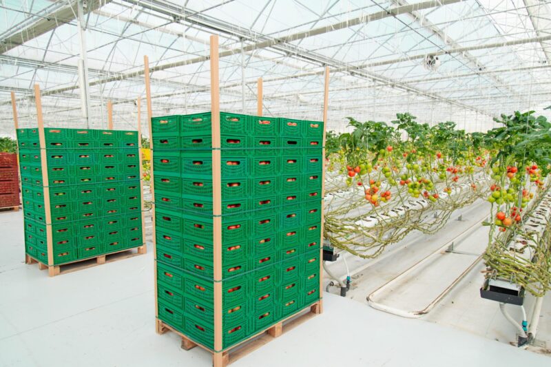 Harvested,Tomatoes,View,From,A,Greenhouse. Harvested,Tomatoes,View,From,A,Greenhouse.
