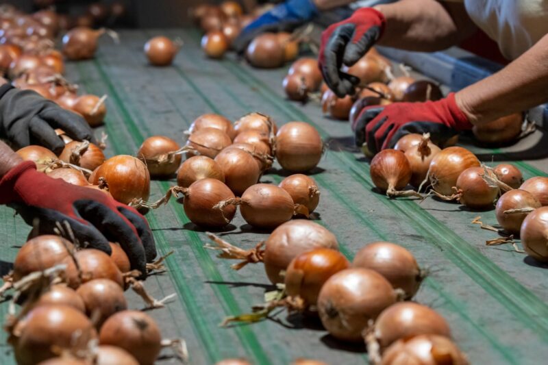 People,Working,At,Onion,Sorting,Line,In,Packing,House,Facility. People,Working,At,Onion,Sorting,Line,In,Packing,House,Facility.