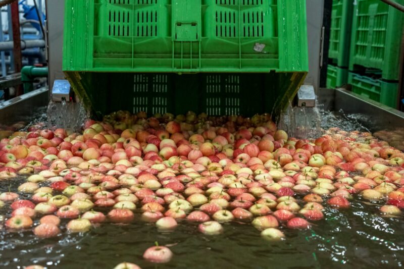 Unloading,Heap,Of,Harvested,Fresh,Apples,Into,Water,Tank,In