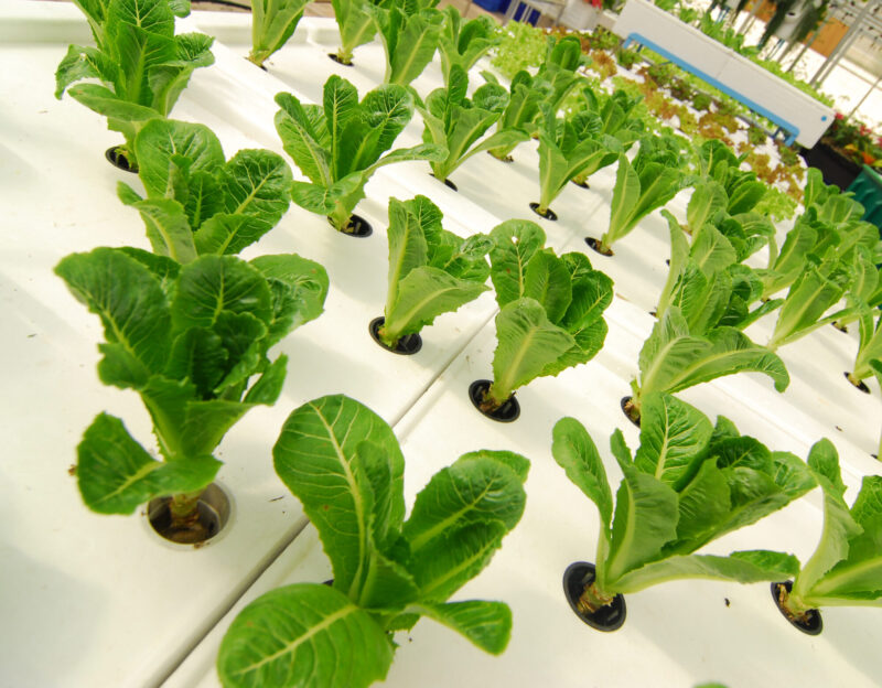 Hydroponic,Organic,Vegetable,Plots,Cultivation,Farm Hydroponic,Organic,Vegetable,Plots,Cultivation,Farm