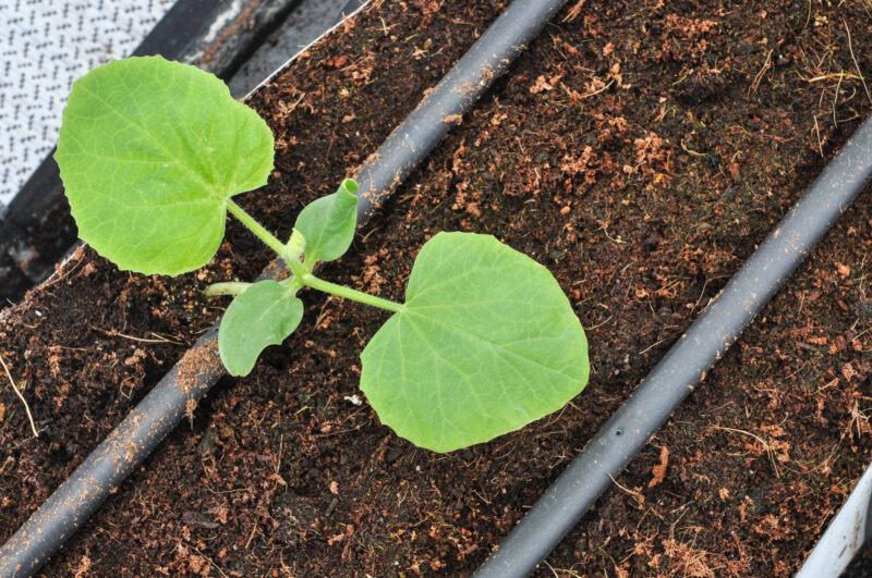 Organic,Melon,Plots,Cultivation,Farm Organic,Melon,Plots,Cultivation,Farm
