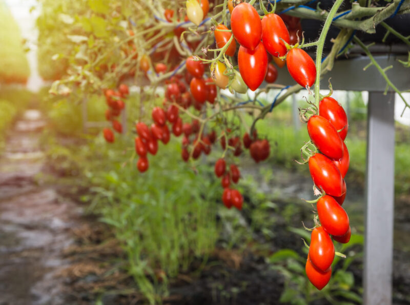Red,Cherry,Tomato,,Growing,Cherry,Tomatoes,In,The,Pots,And Red,Cherry,Tomato,,Growing,Cherry,Tomatoes,In,The,Pots,And