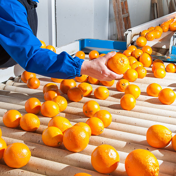 Worker sorting out oranges on a conveyor line