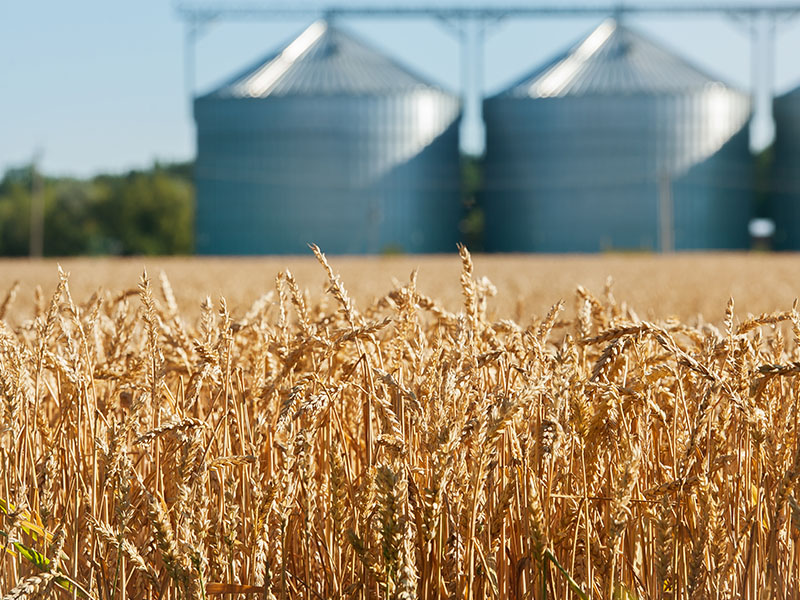 Agriculture Industry - Grain Silo Dust-heavy industrial environments like this one can overwhelm standard cooling systems — especially when filtration isn’t an option